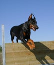 Jumping doberman doberman Royalty Free Stock Photo
