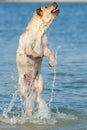 Jumping dog Royalty Free Stock Photo