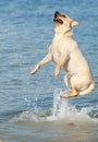 Jumping dog Royalty Free Stock Photo