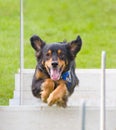 Jumping dog 2 Royalty Free Stock Photo