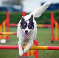 Jumping Dog Royalty Free Stock Photo