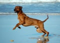 Jumping dog Royalty Free Stock Photo