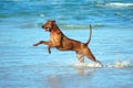 Jumping dog Royalty Free Stock Photo