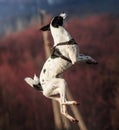 Jumping dog on the background of beautiful purple plants, the study of complex teams, full-length basenji