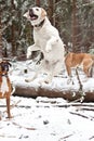 Jumping Dog