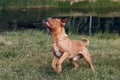 Jumping Dogue de Bordeaux. Dog mastiff pet. Royalty Free Stock Photo