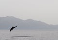 Jumping dolphin Royalty Free Stock Photo