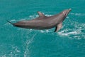 Jumping Dolphin Royalty Free Stock Photo
