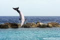 Jumping dolphin