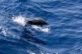 Jumping dolphin in the deep blue sea