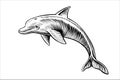 Jumping dolphin drawing, vector sketch. Black and white isolated illustration. Royalty Free Stock Photo