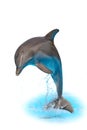 Jumping dolphin isolated on white background with water and spray Royalty Free Stock Photo