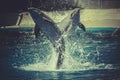 Jumping, dolphin jump out of the water in sea Royalty Free Stock Photo
