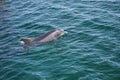 Jumping dolphin in ocean Royalty Free Stock Photo