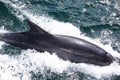 Jumping dolphin in ocean Royalty Free Stock Photo