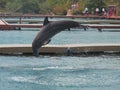 Jumping Dolphin puerto aventuras quintana roo