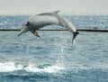 Jumping dolphin Royalty Free Stock Photo