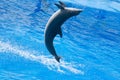 Jumping dolphin in Spain