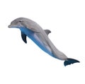 Jumping dolphin on white Royalty Free Stock Photo