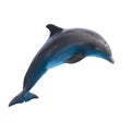 Jumping dolphin on white Royalty Free Stock Photo