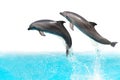 Jumping Dolphins