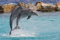 Jumping dolphins