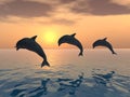 Jumping Dolphins