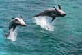 Jumping Dolphins Royalty Free Stock Photo