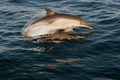 Jumping dolphins. Royalty Free Stock Photo