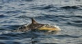 Jumping dolphins. The dolphin comes up from water. The Long-beak Royalty Free Stock Photo