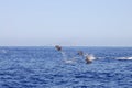 Jumping Dolphins - Galapagos - Ecuador