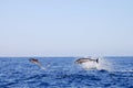 Jumping Dolphins - Galapagos - Ecuador