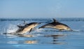 Jumping Dolphins in the ocean. Royalty Free Stock Photo