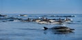 Jumping Dolphins in the ocean. Royalty Free Stock Photo