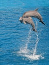 Jumping dolphins Royalty Free Stock Photo