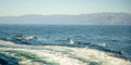 Jumping Dolphins In Ship Wake Royalty Free Stock Photo