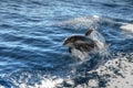 Playful dolphin in the waves, Tenerife