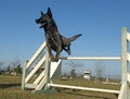 Jumping Dutch Shepherd Dog