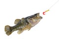 Jumping fish catching a bait Royalty Free Stock Photo