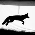A jumping fox with a bushy tail and pointed ears set against a white Royalty Free Stock Photo