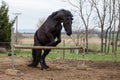 Jumping friesian horse. Equine sport. Royalty Free Stock Photo