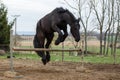 Jumping friesian horse