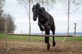 Jumping friesian horse