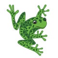 Jumping frog funny cartoon character, vector illustration, isolated on white background Royalty Free Stock Photo