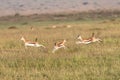 Jumping Gazelles in Kenya Africa Royalty Free Stock Photo