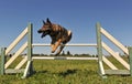 Jumping german shepherd Royalty Free Stock Photo