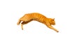 Jumping ginger cat isolated on a white background Royalty Free Stock Photo