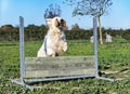 Jumping golden retriever Royalty Free Stock Photo