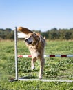 Jumping golden retriever Royalty Free Stock Photo