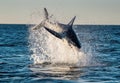 Jumping Great White Shark. Breaching in attack. Scientific name: Carcharodon carcharias. South Africa Royalty Free Stock Photo